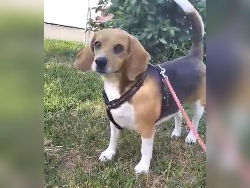 Liebe Beagle Lola sucht liebe (gerne auch ältere) Menschen