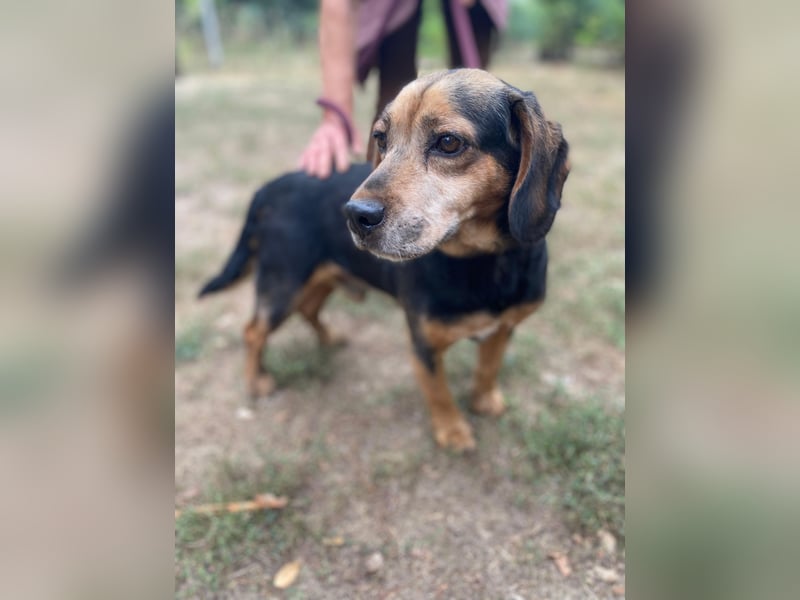 DODO - Kleiner, freundlicher Senior sucht ein liebevolles Zuhause für seinen Lebensabend