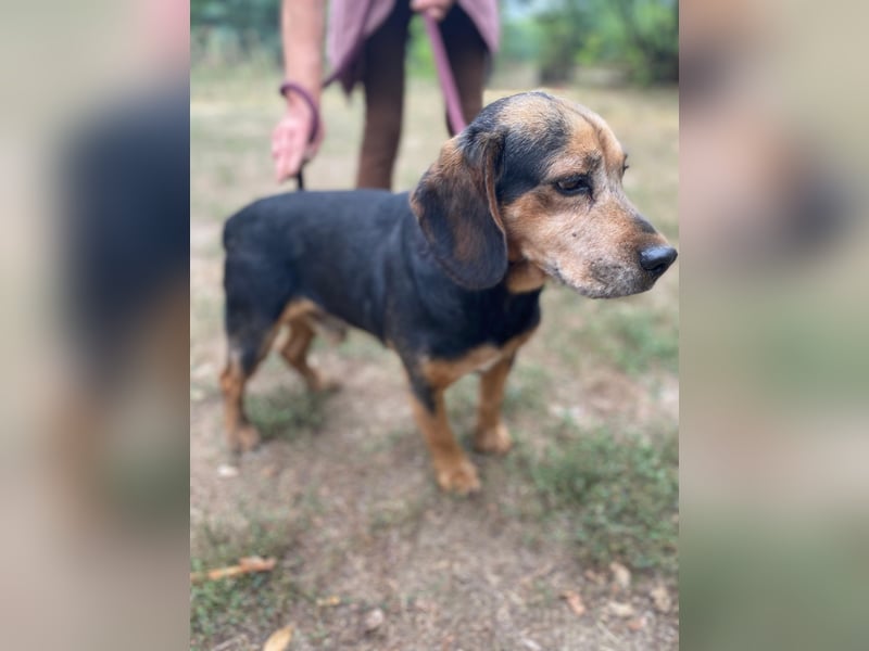 DODO - Kleiner, freundlicher Senior sucht ein liebevolles Zuhause für seinen Lebensabend