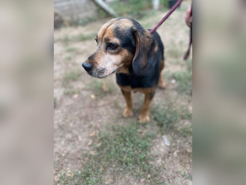 DODO - Kleiner, freundlicher Senior sucht ein liebevolles Zuhause für seinen Lebensabend