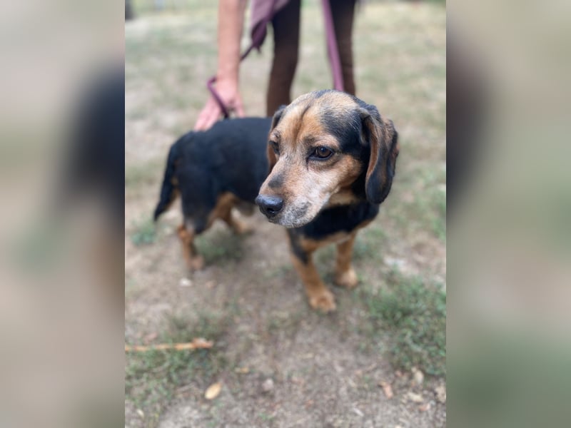 DODO - Kleiner, freundlicher Senior sucht ein liebevolles Zuhause für seinen Lebensabend