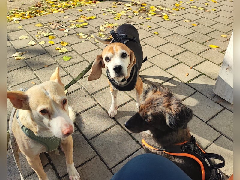 KYRA – Eine besondere Seele sucht besondere Menschen