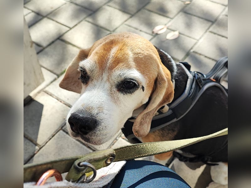 KYRA – Eine besondere Seele sucht besondere Menschen