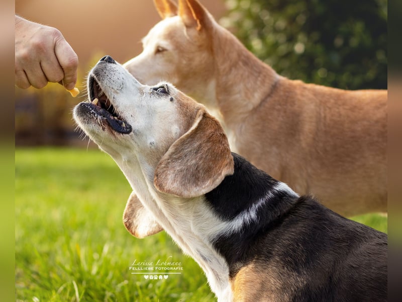 KYRA – Eine besondere Seele sucht besondere Menschen