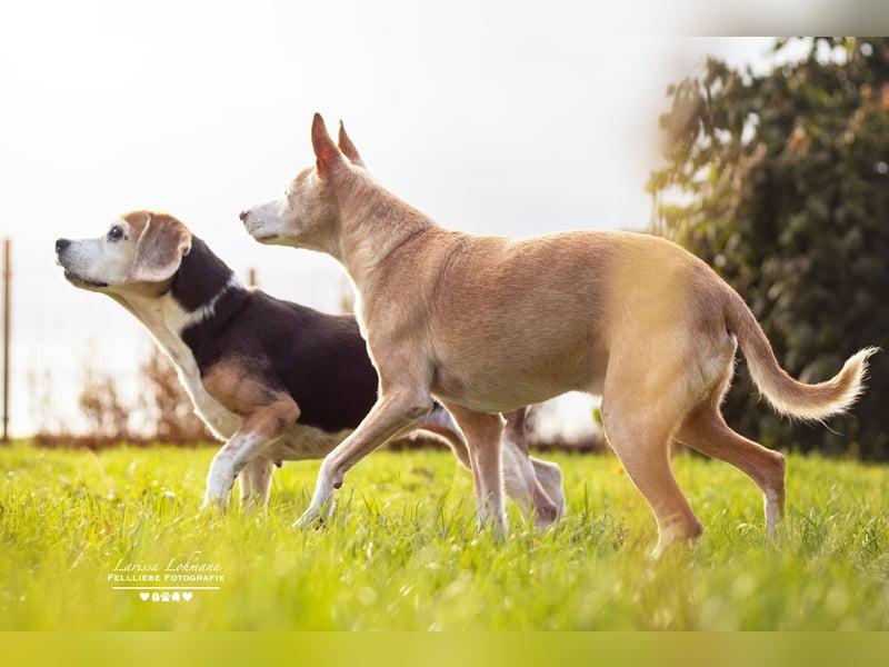 KYRA – Eine besondere Seele sucht besondere Menschen