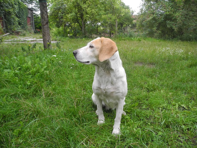 Beaglemischling Rosa abzugeben