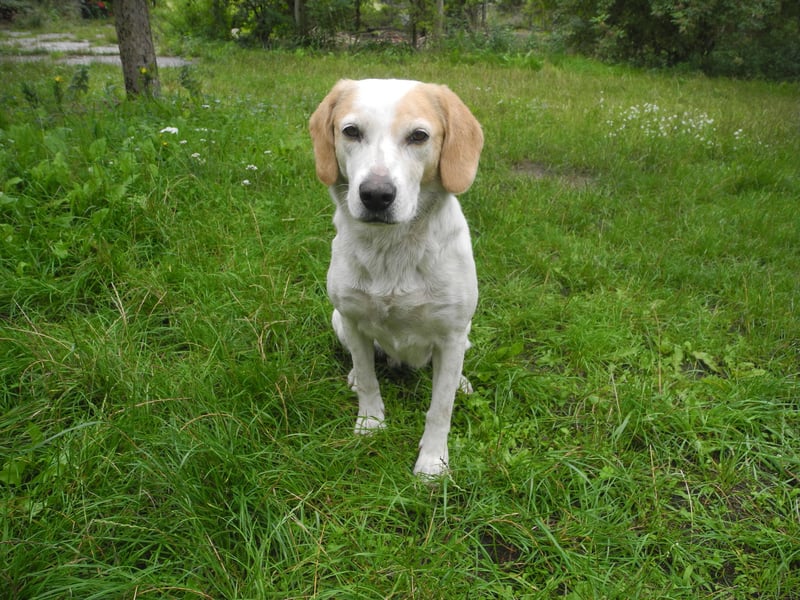Beaglemischling Rosa abzugeben