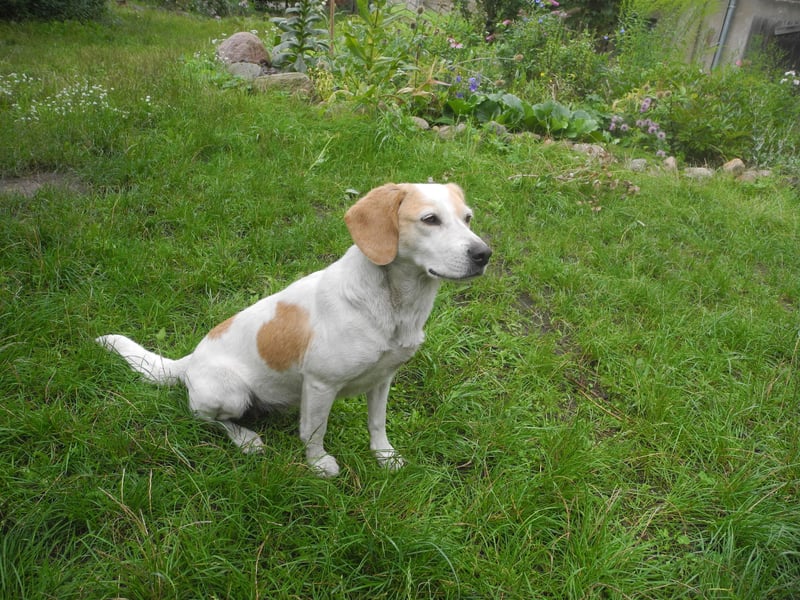 Beaglemischling Rosa abzugeben