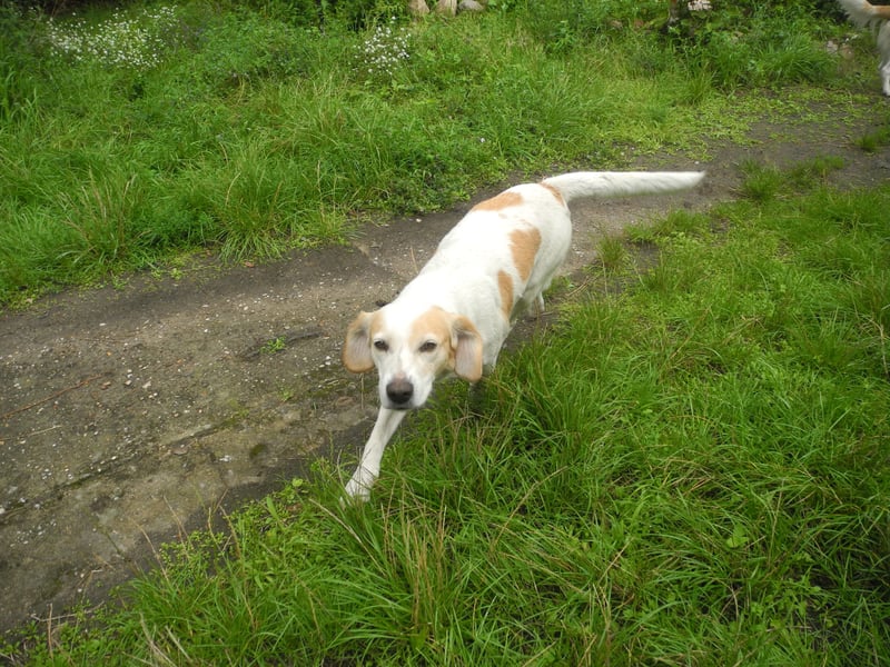 Beaglemischling Rosa abzugeben