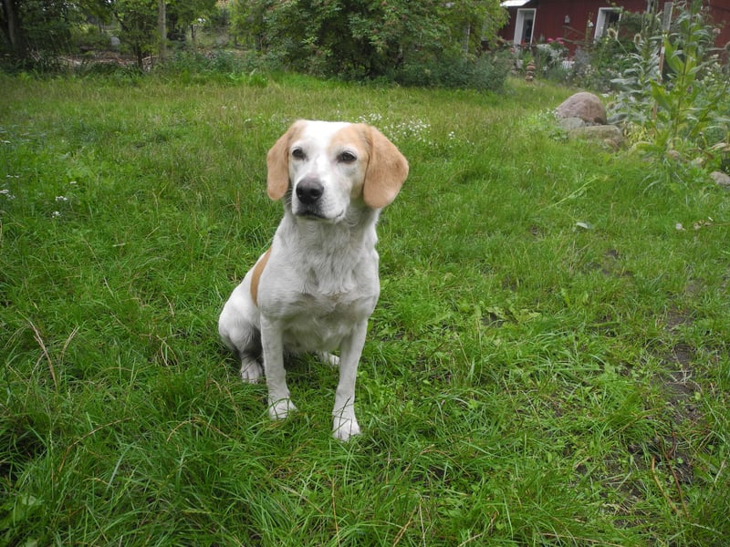 Beaglemischling Rosa abzugeben