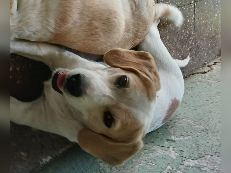 Beaglemischling Rosa abzugeben