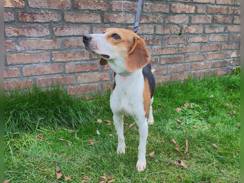 Zauberhafte Afon sucht Familienanschluss