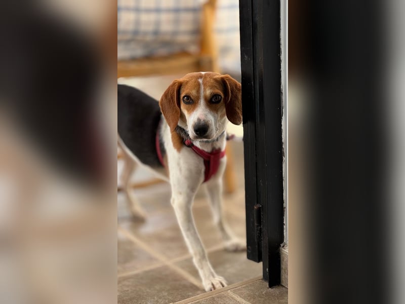 Zauberhafte Afon sucht Familienanschluss