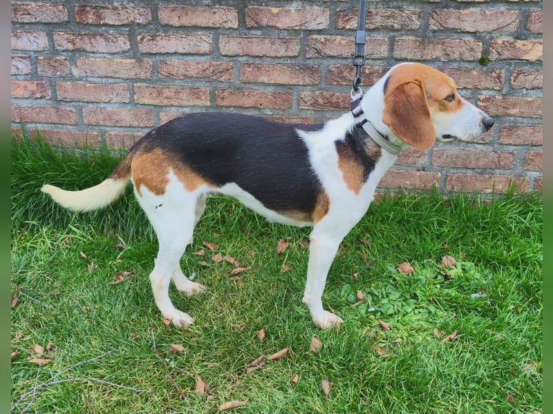 Zauberhafte Afon sucht Familienanschluss