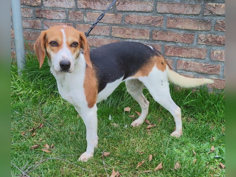 Zauberhafte Afon sucht Familienanschluss