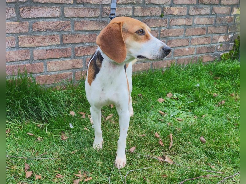 Zauberhafte Afon sucht Familienanschluss