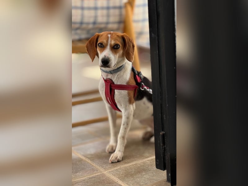 Zauberhafte Afon sucht Familienanschluss