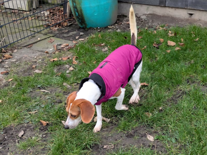 Zauberhafte Afon sucht Familienanschluss