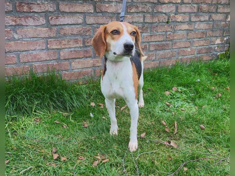 Zauberhafte Afon sucht Familienanschluss