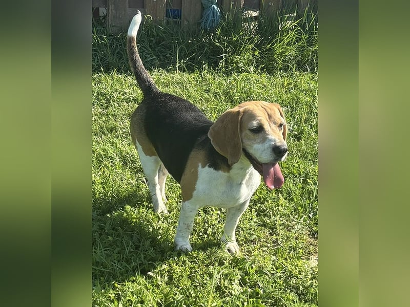 Beaglehündin Bella sucht liebes Zuhause