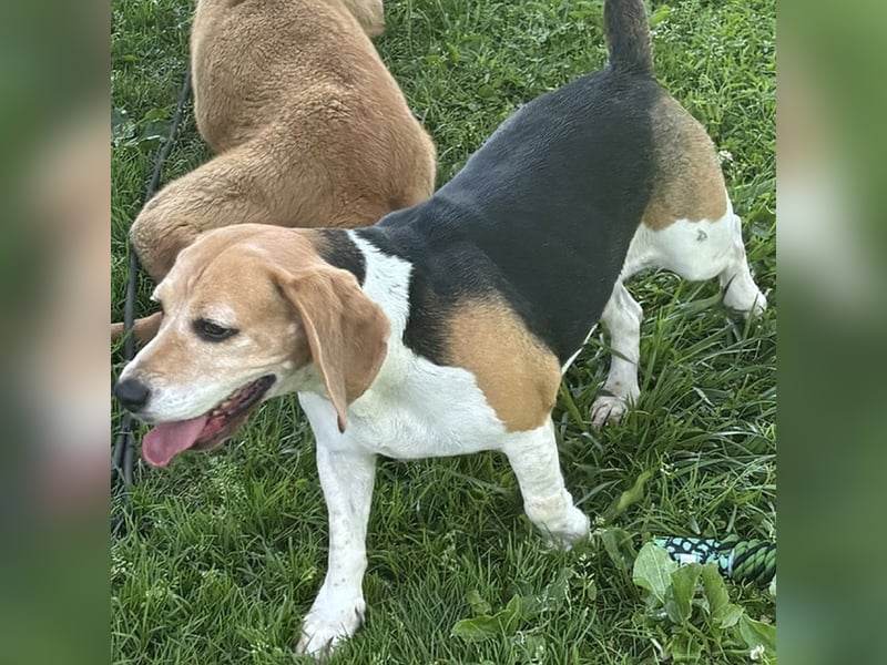 Beaglehündin Bella sucht liebes Zuhause