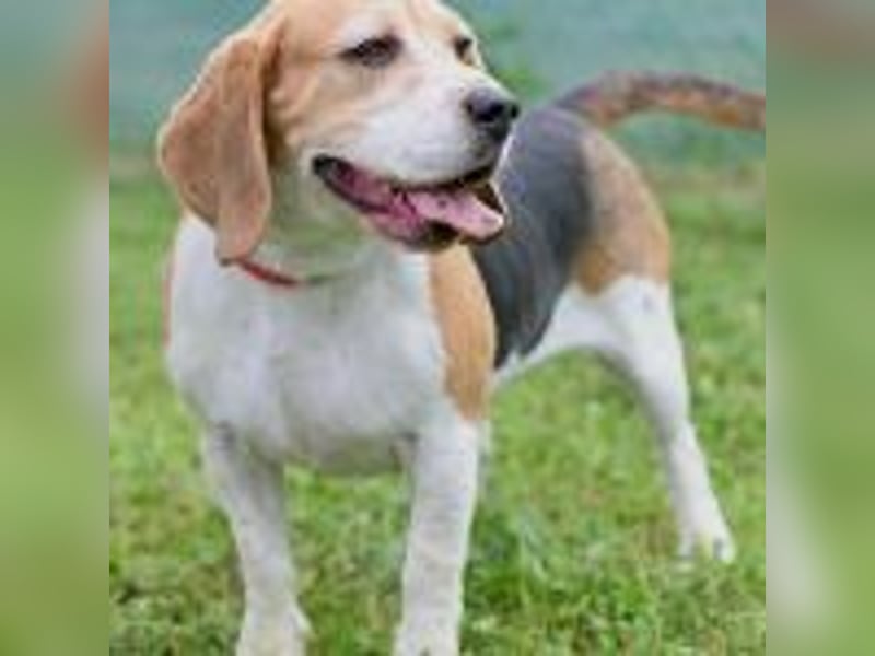 Beaglehündin Bella sucht liebes Zuhause
