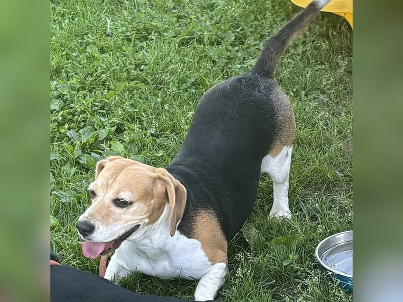 Beaglehündin Bella sucht liebes Zuhause