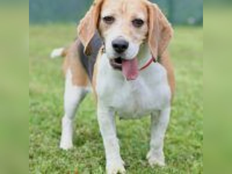 Beaglehündin Bella sucht liebes Zuhause