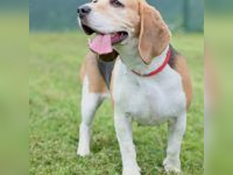 Beaglehündin Bella sucht liebes Zuhause