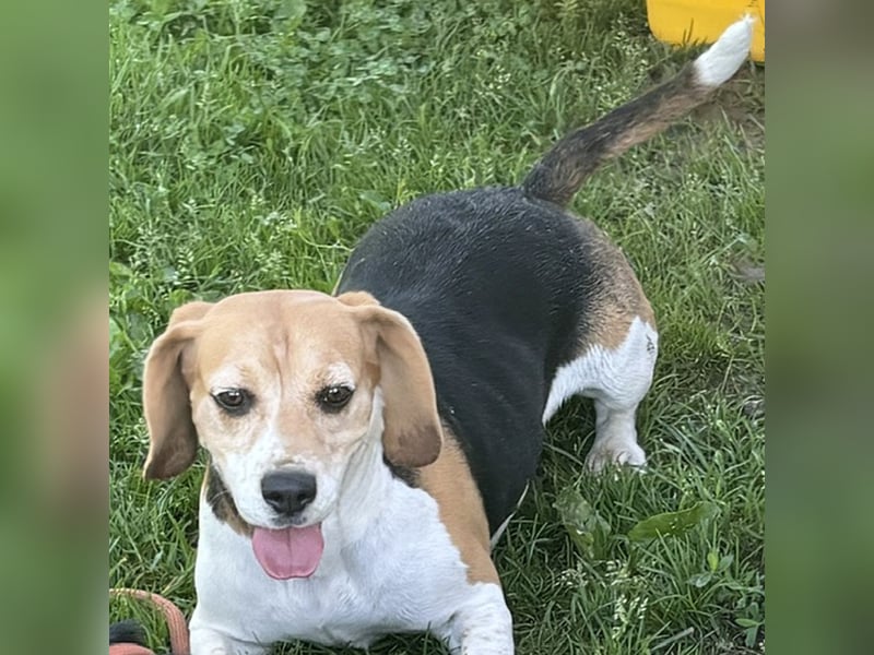 Beaglehündin Bella sucht liebes Zuhause
