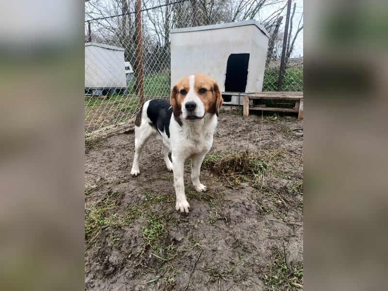 Finn Tierschutzhund sucht ein Zuhause