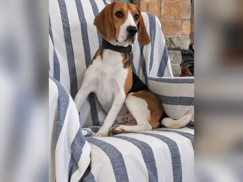 Beagle Panko wartet in Portugal auf unserem Tierschutzhof!