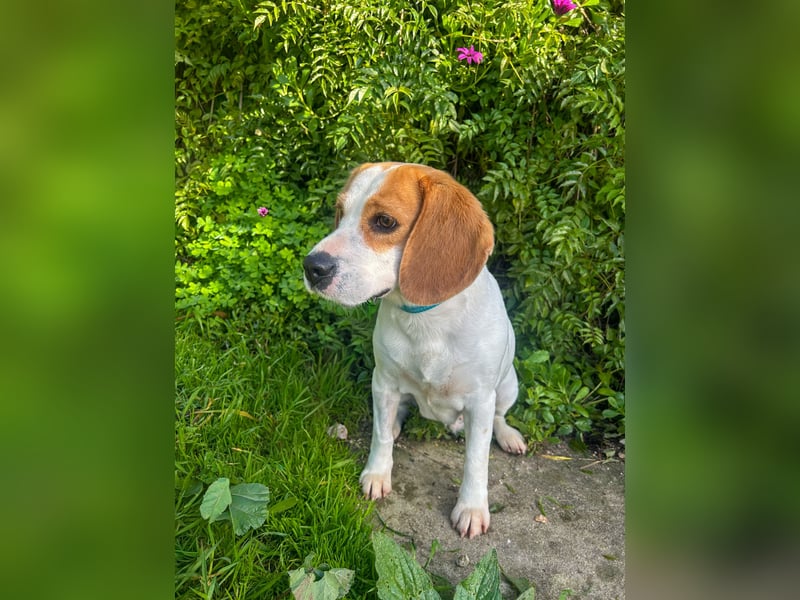Süße Beagledame Tami wartet in Portugal auf unserem Tierschutzhof auf dich!