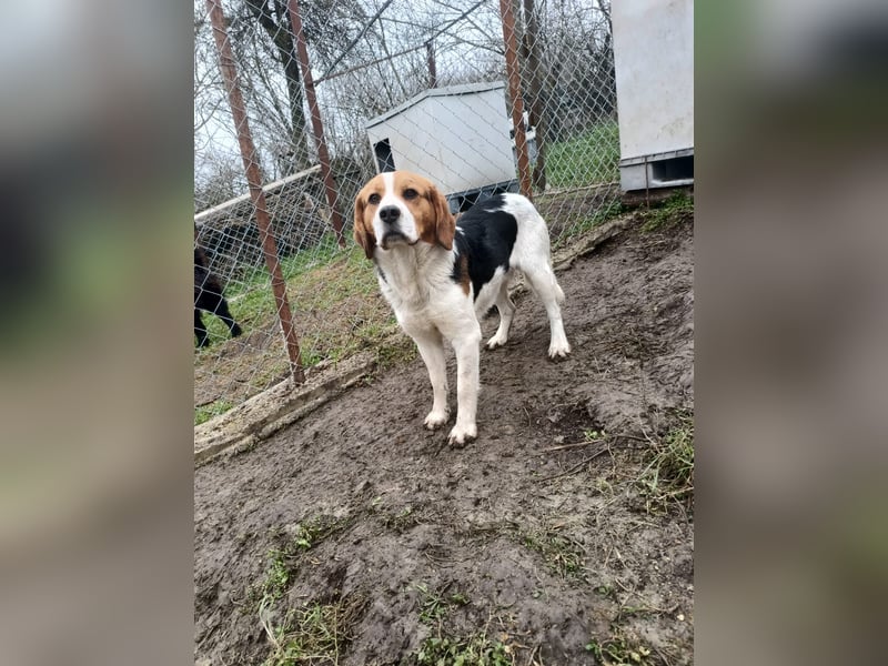 Finn Tierschutzhund sucht ein Zuhause