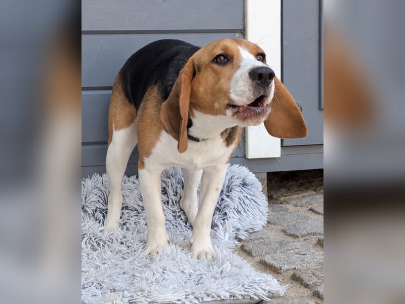 Beagle Panko wartet in Portugal auf unserem Tierschutzhof!