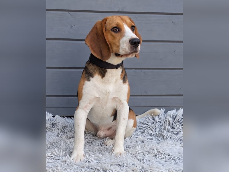 Beagle Panko wartet in Portugal auf unserem Tierschutzhof!