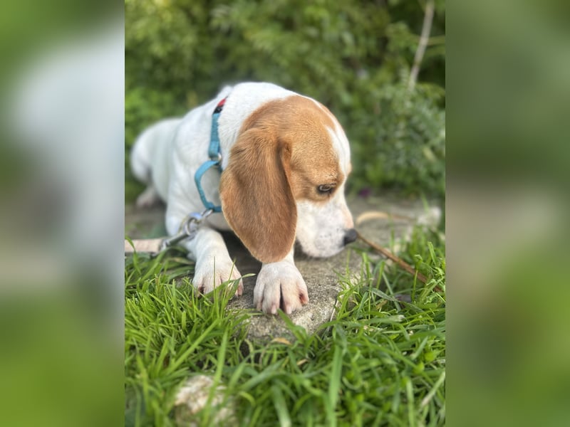 Süße Beagledame Tami wartet in Portugal auf unserem Tierschutzhof auf dich!