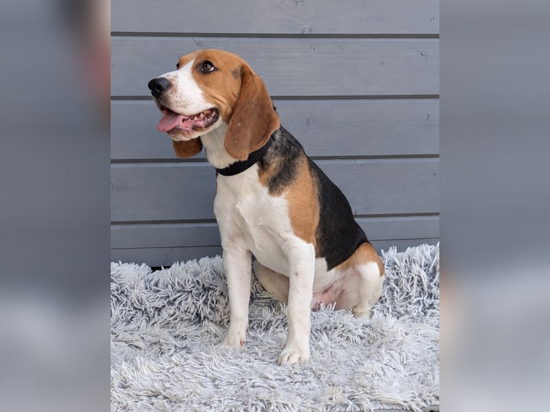 Beagle Panko wartet in Portugal auf unserem Tierschutzhof!