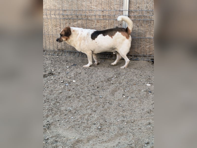 *Notfell* BONGO, Beagle-Mix, Rüde, 4 Jahre, 40 cm, Tierschutz