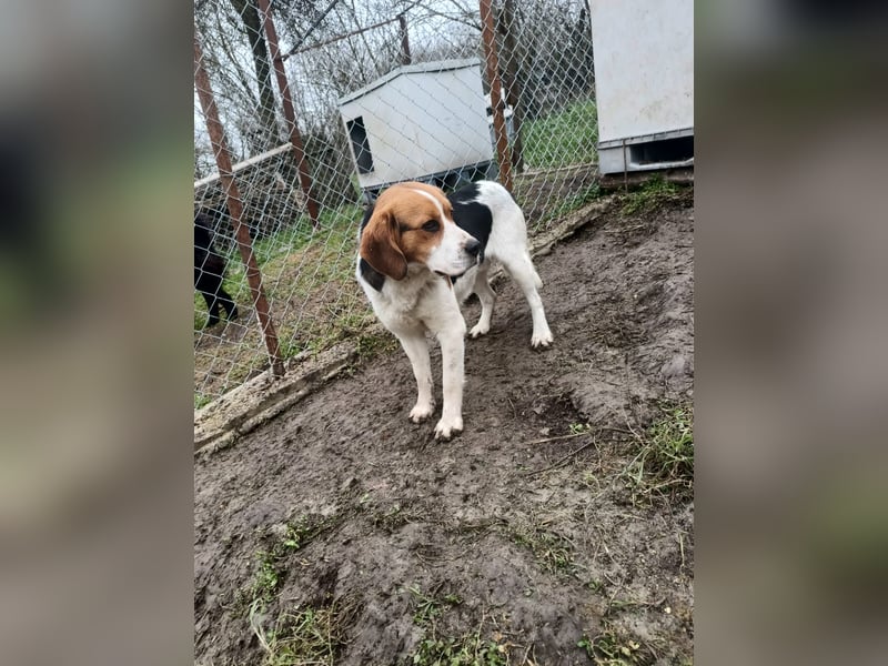 Finn Tierschutzhund sucht ein Zuhause