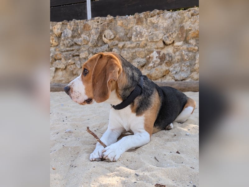 Beagle Panko wartet in Portugal auf unserem Tierschutzhof!