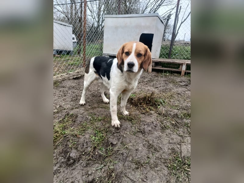 Finn Tierschutzhund sucht ein Zuhause