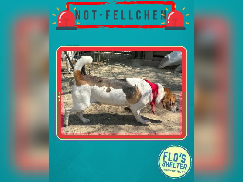 *Notfell* BONGO muss abspecken, Pflegestelle/Gnadenplatz, Rüde, 4,5 Jahre, 40 cm, Tierschutz