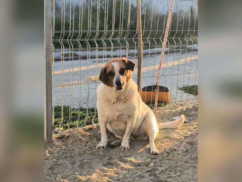 *Notfell* BONGO muss abspecken, Pflegestelle/Gnadenplatz, Rüde, 4,5 Jahre, 40 cm, Tierschutz