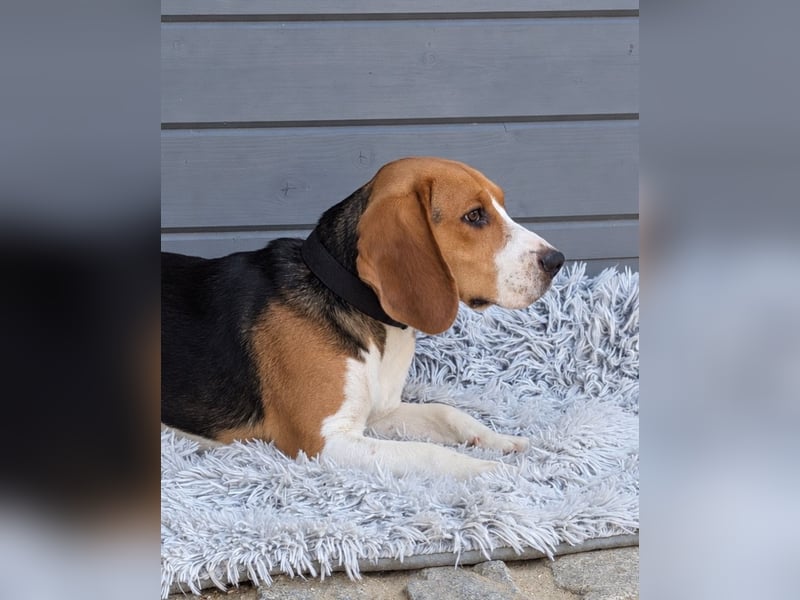Beagle Panko wartet in Portugal auf unserem Tierschutzhof!