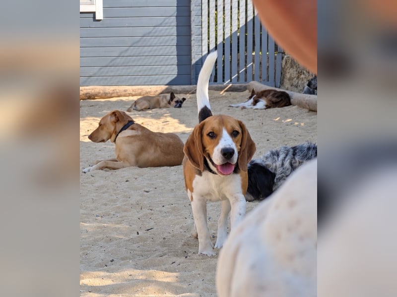 Beagle Panko wartet in Portugal auf unserem Tierschutzhof!