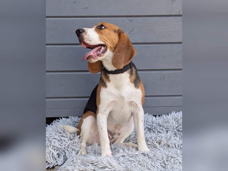 Beagle Panko wartet in Portugal auf unserem Tierschutzhof!