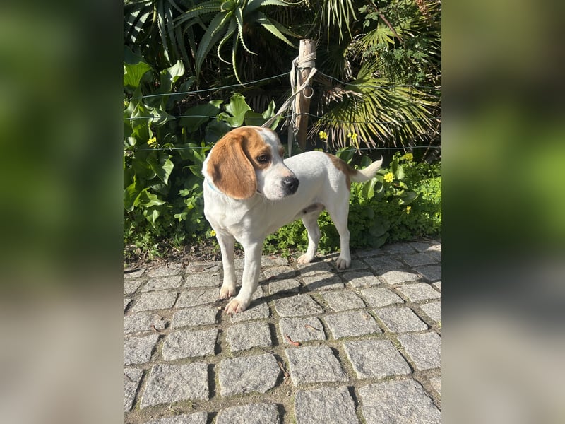 Süße Beagledame Tami wartet in Portugal auf unserem Tierschutzhof auf dich!