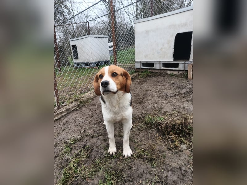 Finn Tierschutzhund sucht ein Zuhause