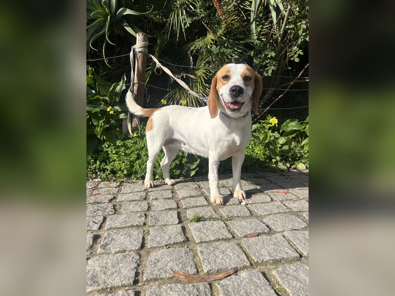 Süße Beagledame Tami wartet in Portugal auf unserem Tierschutzhof auf dich!
